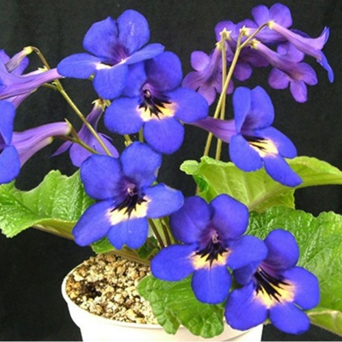 Streptocarpus bristol - streptocarpus, bristol's