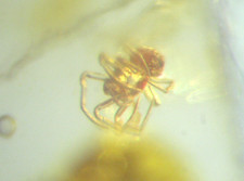 Pliocene amber kenya africa - amber,