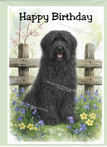 Briard dog birthday card - dog,