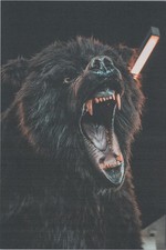 Taxidermy Black Bear Head