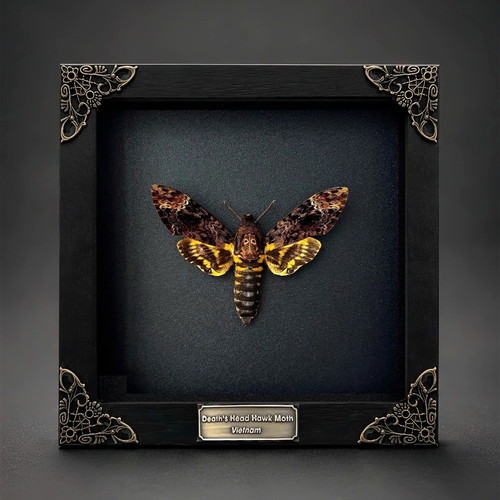 Death head moth framed - moth, real