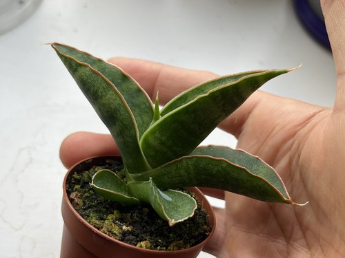 Sansevieria argopuro hybrid - sansevieria,