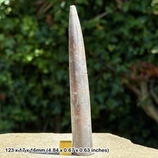 Belemnite – Belemnites