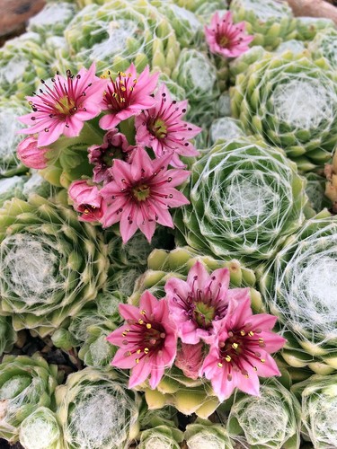 Sempervivum andrachnoides - sempervivum,