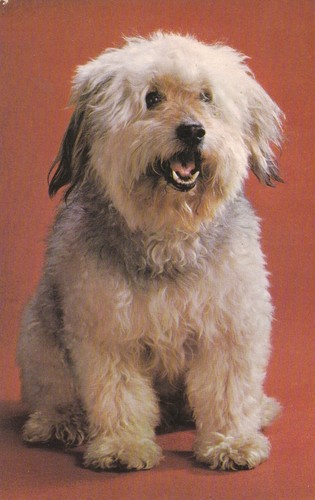 Old english sheepdog puppy - old,