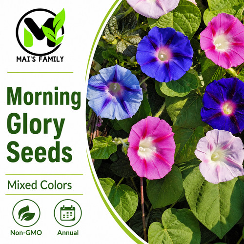 Morning glory mixed colors - glory,