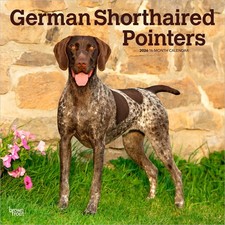 German Shorthaired Pointers Calendar 2026 | Square 30cm x 30cm | Plastic Free