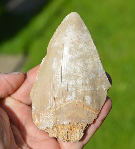 Large genuine megalodon - ,
