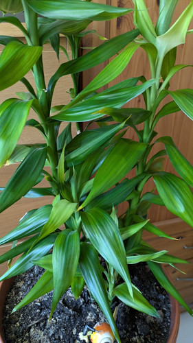 Luscious lucky bamboo - , potted