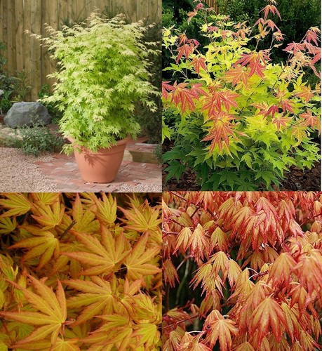 Acer palmatum orange - acer, dream