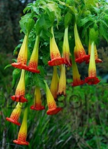 Brugmansia sanguinea red - brugmansia,