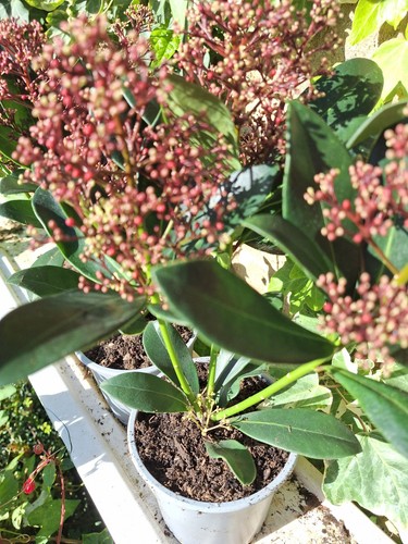 Skimmia japonica rubella - japonica,