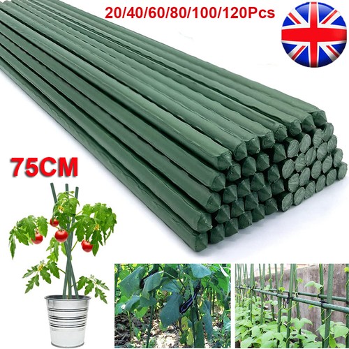 75cm garden plant - 75cm,