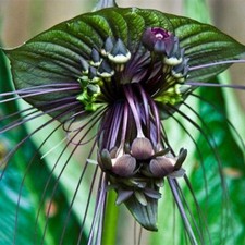 Funny Rare Black Bat Tacca