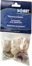 Hobby sea shells - sea, snail