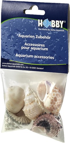 Hobby sea shells reef - shells,