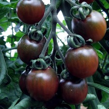 3x Tomato Black Opal – Plug