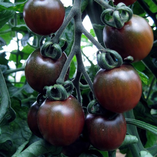 Tomato black opal - black,