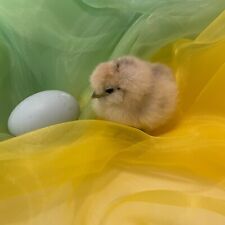 soft 20D Organza easter