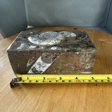 Rectangular  Goniatite