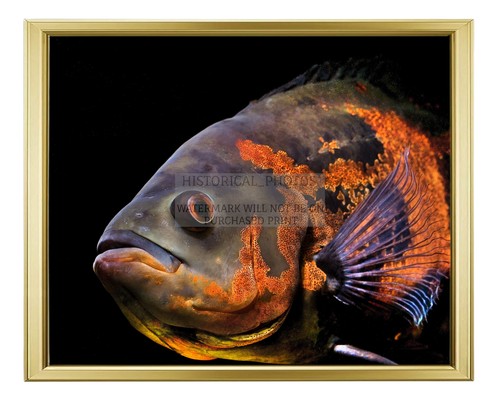 Oscar aquarium fish - oscar, south