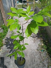 American Chestnut Tree in 1