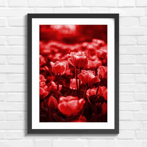 Soft pink tulips blooming - pink,