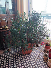 Large Mature Flowering Jade