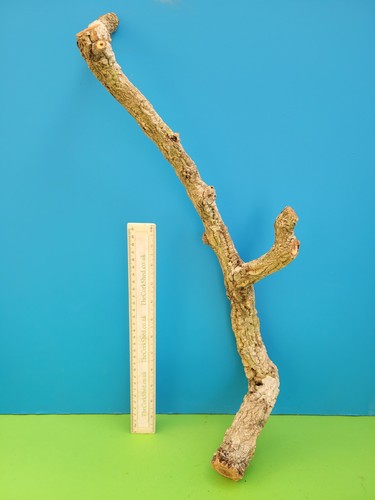 Cork bark branch 56cm - branch,