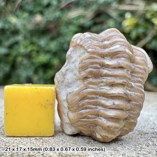 Rare kainops raymondi fossil - rare,