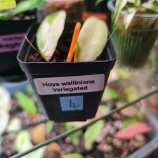 Hoya Walliniana Var Rooted