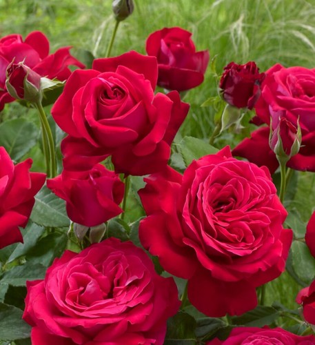 Red hybrid tea rose - red,