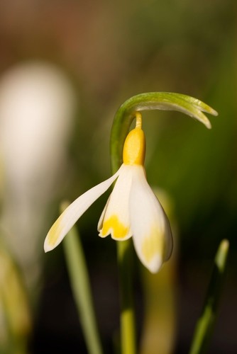 Galanthus ecusson or - galanthus,