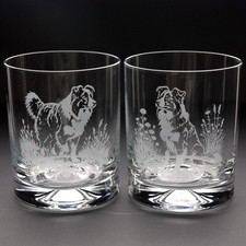 Border Collie Dog Whiskey