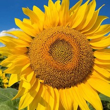 Mammoth Grey Stripe Sunflower