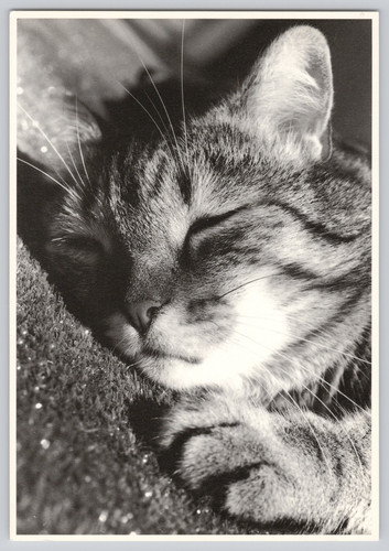 Postcard sleeping tabby - tabby, cat