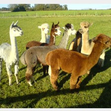 Alpaca blanket Fleece 100% for