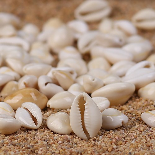 Beautiful goldring cowrie - beautiful,