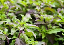 40 Thai Red Holy Basil