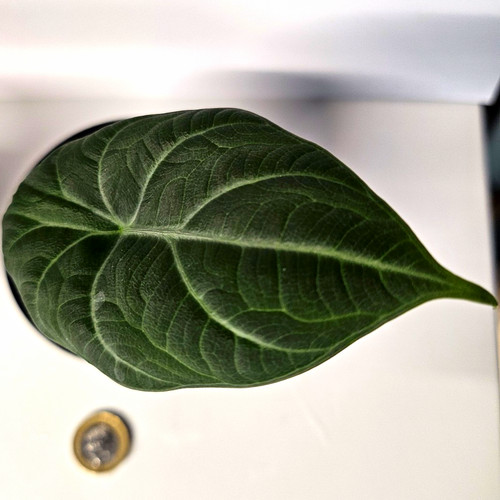 Alocasia maharani - alocasia,