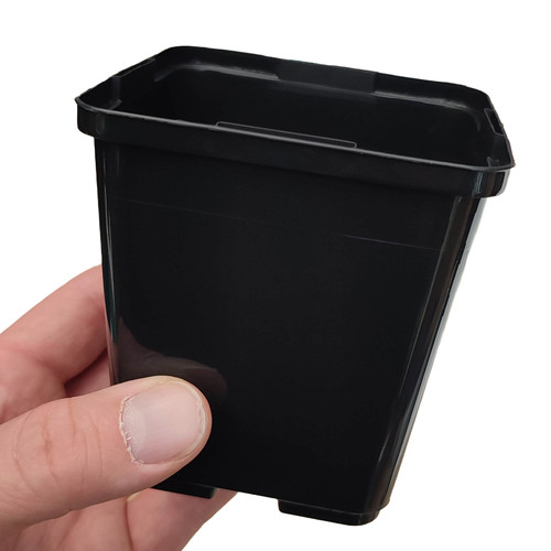 9cm square plastic - plastic, plant