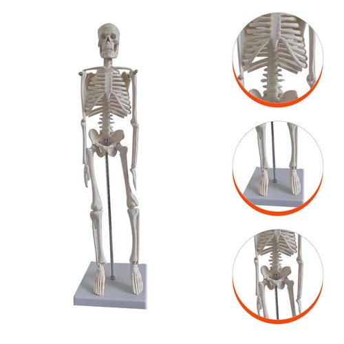 Human skeleton model - skeleton,