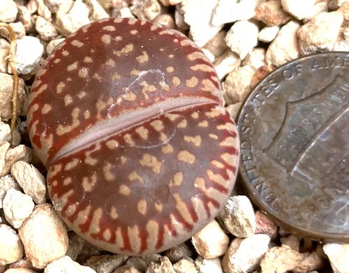 Mesemb plant lithops - -,