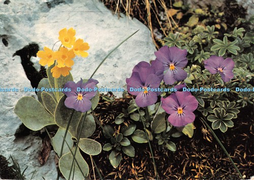 D115121 primula auricula - d115121,