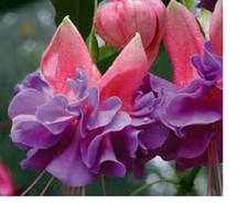 10 X FUCHSIA CHARLIE DIMMOCK  PLUG PLANTS PRE ORDER FREE POSTAGE