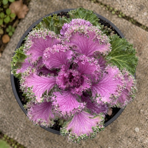 Ornamental cabbage pink - ornamental,