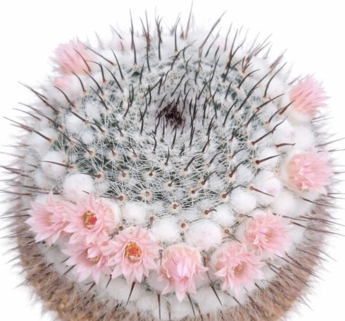 Mammillaria ritteriana seeds - seeds,