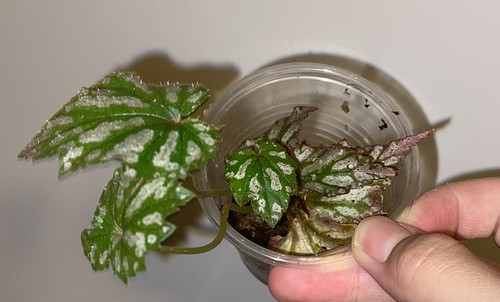 Begonia benitochiba rooted - begonia, 'benitochiba'