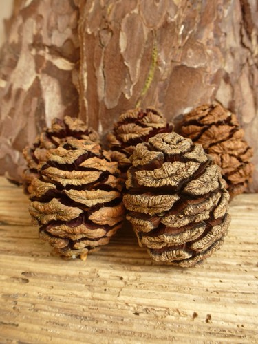Giant redwood cones - 40,
