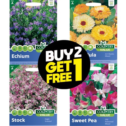 Flower seeds sweet william - flower,